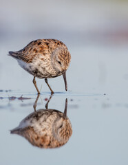 Dunlin - adult bird at a wetland on the spring migration 
