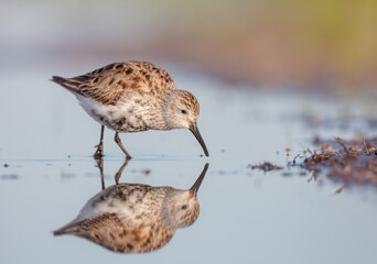 Dunlin - adult bird at a wetland on the spring migration 