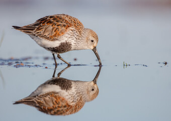 Dunlin - adult bird at a wetland on the spring migration 