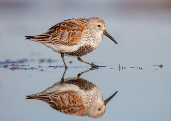 Dunlin - adult bird at a wetland on the spring migration 