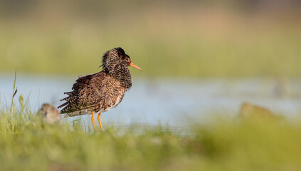 Ruff - male bird at a wetland on the mating season in spring