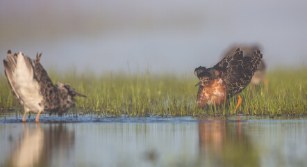 Ruff - male bird at a wetland on the mating season in spring