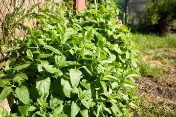 Melissa plant growing outdoors in the backyard