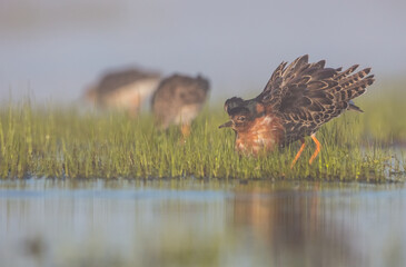 Ruff - male bird at a wetland on the mating season in spring