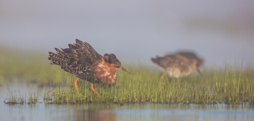 Ruff - male bird at a wetland on the mating season in spring