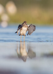 Ruff -  female at the wetland on the mating season in spring