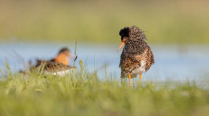 Ruff - male bird at a wetland on the mating season in spring