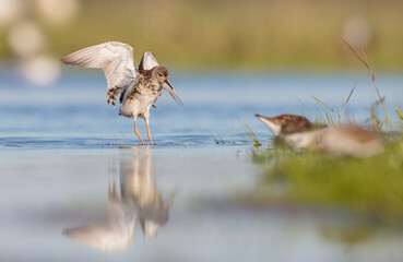 Ruff -  female at the wetland on the mating season in spring