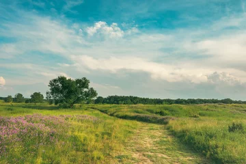 Foto op Plexiglas Summer on the plains and hills. Vegetation, flowers, a tree, a path and warm colors © bogdan vacarciuc