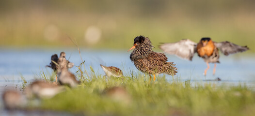 Ruff - male bird at a wetland on the mating season in spring