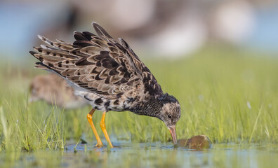 Ruff - male bird at a wetland on the mating season in spring