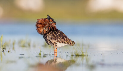 Ruff - male bird at a wetland on the mating season in spring