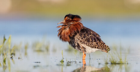 Ruff - male bird at a wetland on the mating season in spring