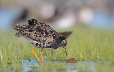 Ruff - male bird at a wetland on the mating season in spring