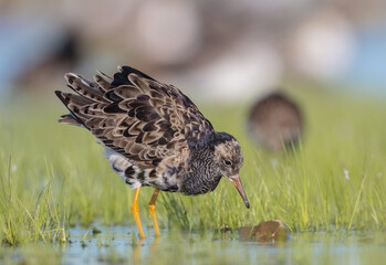 Ruff - male bird at a wetland on the mating season in spring