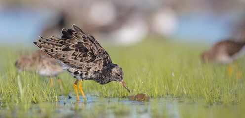 Ruff - male bird at a wetland on the mating season in spring