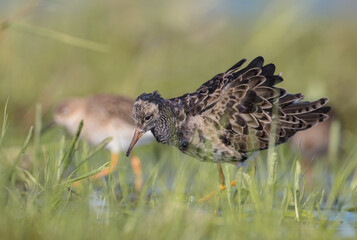 Ruff - male bird at a wetland on the mating season in spring