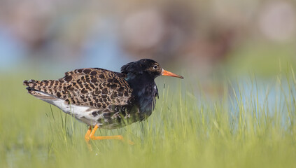 Ruff - male bird at a wetland on the mating season in spring