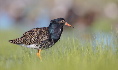 Ruff - male bird at a wetland on the mating season in spring