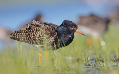 Ruff - male bird at a wetland on the mating season in spring