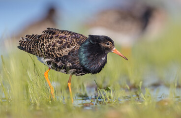 Ruff - male bird at a wetland on the mating season in spring