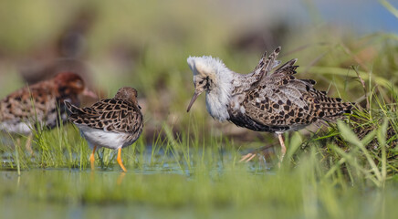  The ruff - pair at wetland on a mating season in spring
