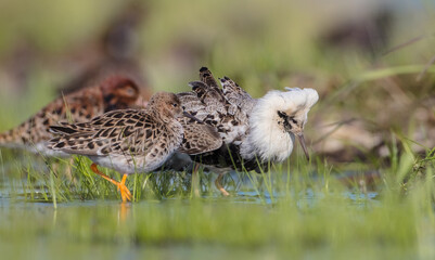  The ruff - pair at wetland on a mating season in spring