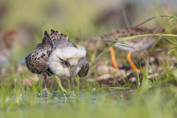 Ruff - male bird at a wetland on the mating season in spring