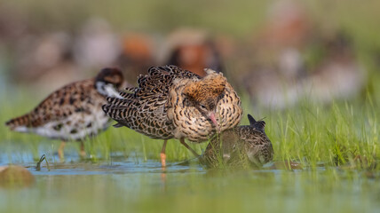  The ruff - pair at wetland on a mating season in spring