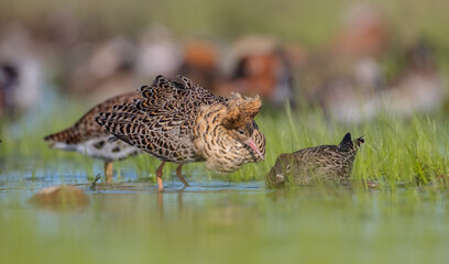  The ruff - pair at wetland on a mating season in spring