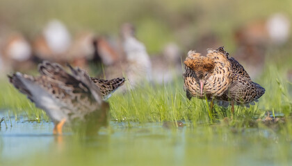 Ruff - male bird at a wetland on the mating season in spring