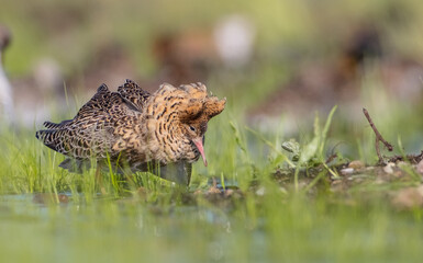 Ruff - male bird at a wetland on the mating season in spring