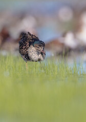 Ruff - male bird at a wetland on the mating season in spring