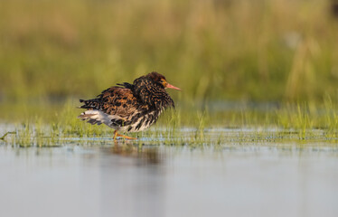 Ruff - male bird at a wetland on the mating season in spring