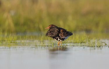 Ruff - male bird at a wetland on the mating season in spring