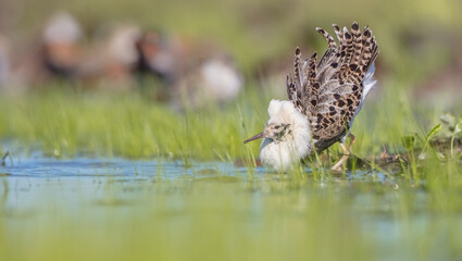 Ruff - male bird at a wetland on the mating season in spring