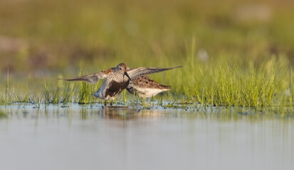 Dunlin - adult bird at a wetland on the spring migration 