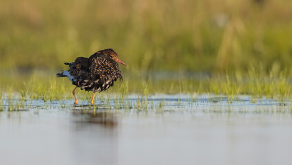 Ruff - male bird at a wetland on the mating season in spring