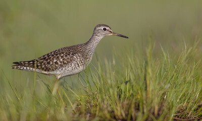 Wood Sandpiper  - in spring on the migration way at wetland