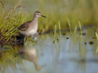 Wood Sandpiper  - in spring on the migration way at wetland