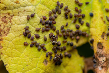 Ant and Black Bean Aphid Colony Close-up. Ant and Blackfly or Aphis Fabae Garden Parasite Insect...