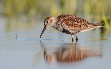 Dunlin - adult bird at a wetland on the spring migration 