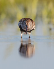 Dunlin - adult bird at a wetland on the spring migration 