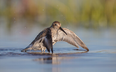 Dunlin - adult bird at a wetland on the spring migration 