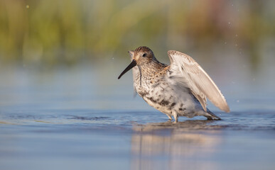 Dunlin - adult bird at a wetland on the spring migration 