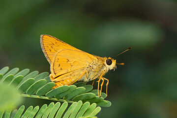 Whirlabout grass skipper butterfly, Polites vibex at Satara, Maharashtra