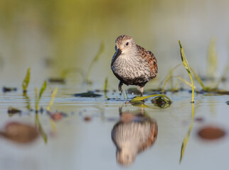 Dunlin - adult bird at a wetland on the spring migration 