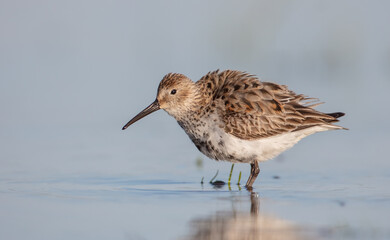Dunlin - adult bird at a wetland on the spring migration 