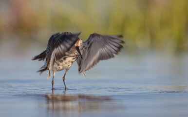 Dunlin - adult bird at a wetland on the spring migration 