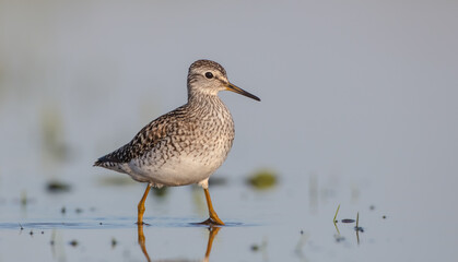 Wood Sandpiper  - in spring on the migration way at wetland